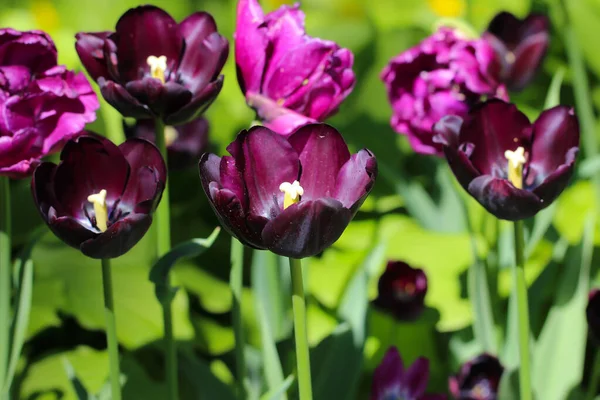 Coloridos Tulipanes Negros Morados Florecen Primavera — Foto de Stock