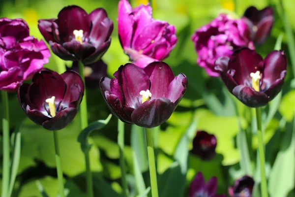 Colorful Black Purple Tulips Blossom Spring — Stock Photo, Image