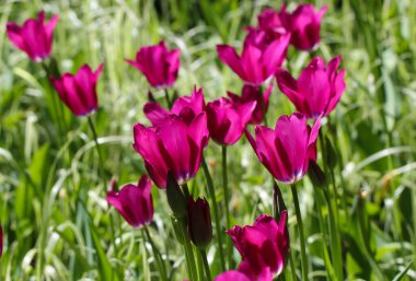 Pembe laleler seçici odaklı, bahçedeki güzel çiçek, baharda açan lale çiçeği.