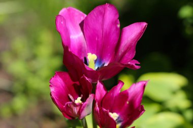 Üç adet koyu pembe lalenin makro fotoğrafı, erkeklik organı.