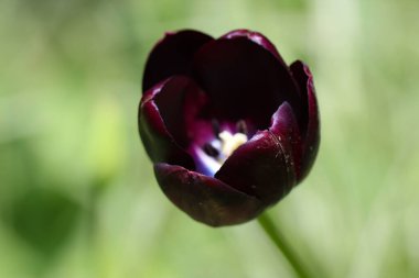 Doğal yeşil bir zemin üzerinde güzel koyu bir lale.