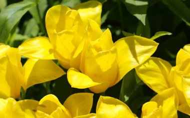 Güzel sarı laleler, seçici odak ve geniş formatlı bahar arkaplanı