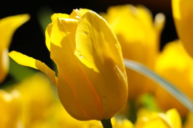 Sarı lale yapraklarının yakın çekimi. Bahar makro fotoğrafçılığı