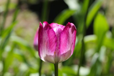 Koyu yeşil bir arka planda, tezgahın ışığındaki güzel pembe lalenin yakın çekimi. 