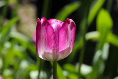 Koyu yeşil bir arka planda, tezgahın ışığındaki güzel pembe lalenin yakın çekimi. 