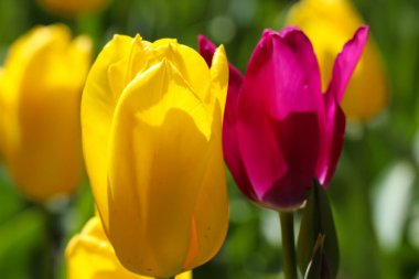 Seçici odaklı sarı ve pembe lalelerin yakın çekimi