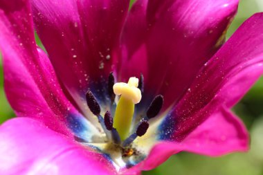 Çiçek açan koyu pembe lale, erkek organı ve erkek organlarının makro fotoğrafı.