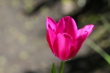 Doğal bulanık arkaplanda pembe laleler ve metin için fotokopi alanı. Seçici yumuşak odak
