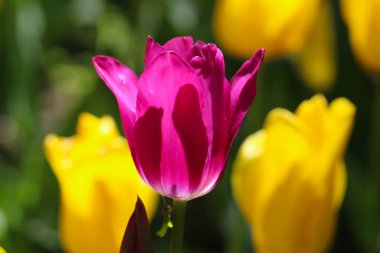 Bulanık sarı lalelerin arka planında güzel pembe bir lalenin yakın çekimi 