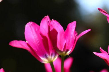 Güzel pembe lalelerin yakın plan çekimleri siyah arka plan üzerine odaklanmış. 