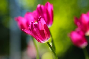 Doğal yeşil arka planda, bahçedeki zarif pembe laleler. Seçici yumuşak odak