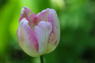 Güzel, pembe, beyaz bir lale çiçeğinin yakın çekimi yeşil üzerinde izole edilmiş.
