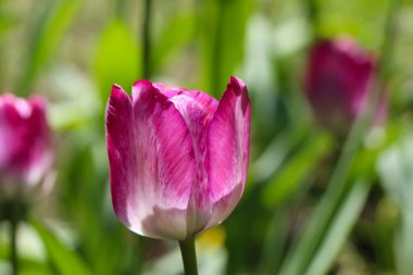 Pembe lalenin yakın çekimi. Bahar makro fotoğrafçılığı