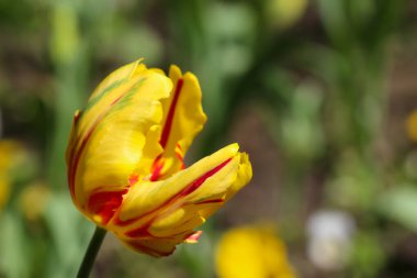 Güzel sarı bir lalenin açılış tomurcuğunun yakın çekimi. Çiçek açan manzara