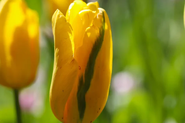 Nahaufnahme Einer Gelben Tulpenblüte Frühlings Makrofotografie — Stockfoto