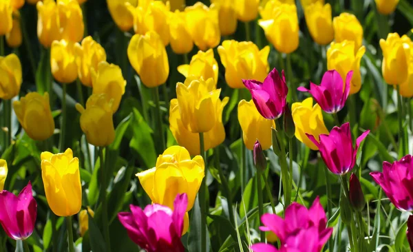 Yellow Tulips Flowers Selective Focus Park Outdoor Beautiful Spring Blossom — Stock Photo, Image