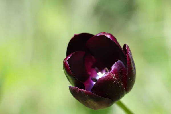 Hermoso Tulipán Púrpura Sobre Fondo Natural Color Verde Suave — Foto de Stock