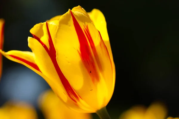 Gros Plan Pétale Tulipe Jaune Printemps Macro Photographie — Photo