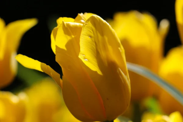 Gros Plan Une Fleur Tulipe Jaune Sur Fond Flou Naturel — Photo