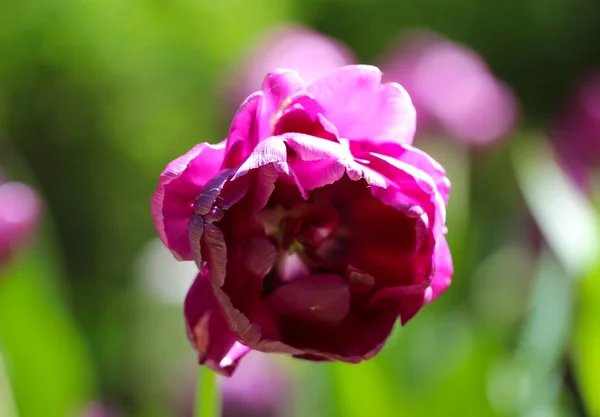 Fotografía Frontal Hermoso Tulipán Forma Peonía Púrpura Variedad Flores Blue — Foto de Stock