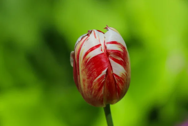 緑の柔らかい背景に孤立した赤と白のチューリップの花のクローズアップ — ストック写真