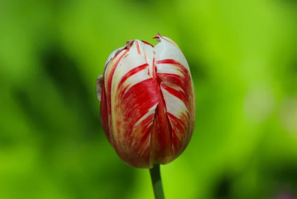 Крупный План Цветения Красного Белого Тюльпанов Весной — стоковое фото