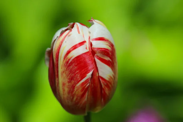 Nahaufnahme Von Roter Und Weißer Tulpe Mit Selektivem Fokus Auf — Stockfoto