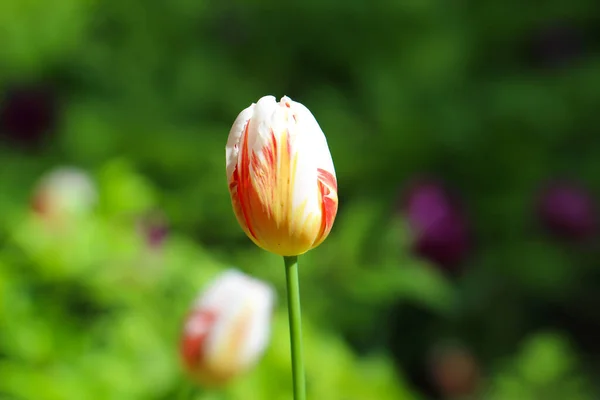 Красивый Белый Красный Тюльпан Изолированный Зеленом — стоковое фото