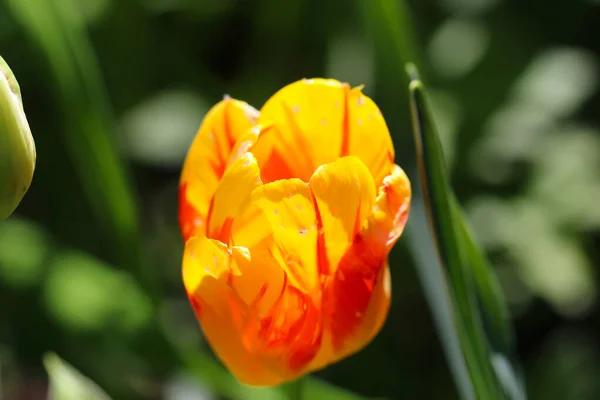 Nahaufnahme Einer Gelben Tulpenblüte Frühlings Makrofotografie — Stockfoto