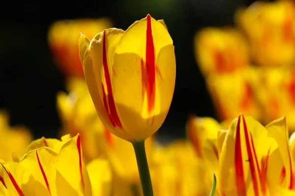 Nahaufnahme Einer Gelben Tulpenblüte Frühling Mit Selektivem Fokus — Stockfoto