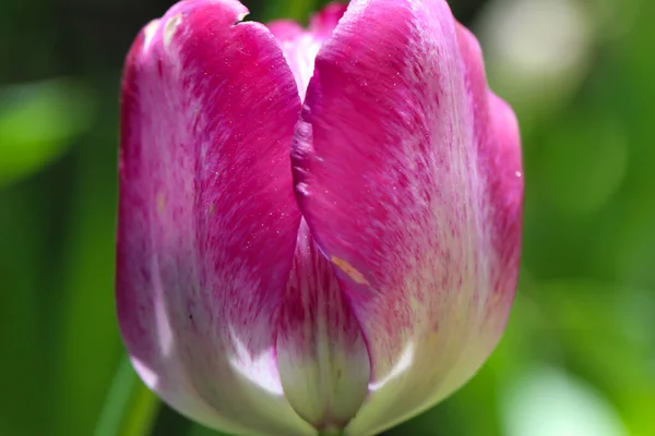 Nahaufnahme Einer Rosa Tulpenblüte Frühlings Makrofotografie — Stockfoto