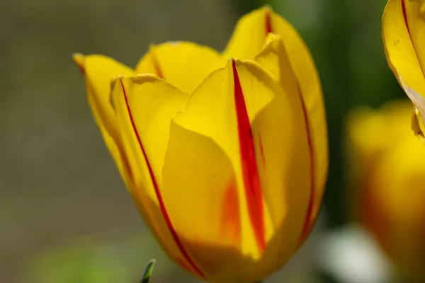 Primer Plano Los Pétalos Amarillos Del Tulipán Primavera Macro Fotografía — Foto de Stock