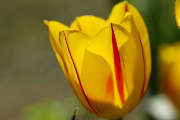 Close Uma Tulipa Amarela Pétalas Primavera Macrofotografia — Fotografia de Stock