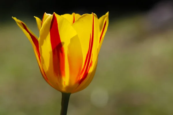 Close Yellow Tulip Blossom Natural Blurry Background Copy Space Text — Stock Photo, Image