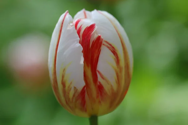 Zbliżenie Białego Czerwonego Kwiatu Tulipana Izolowanego Miękko Zielonym Tle — Zdjęcie stockowe
