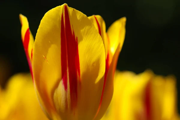 Close Uma Tulipa Amarela Primavera Macrofotografia — Fotografia de Stock