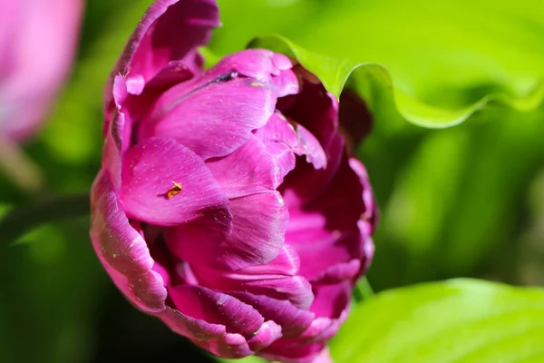 一种美丽的紫色牡丹状郁金香 花品种 蓝色钻石 春天开 有选择的焦点 图库照片
