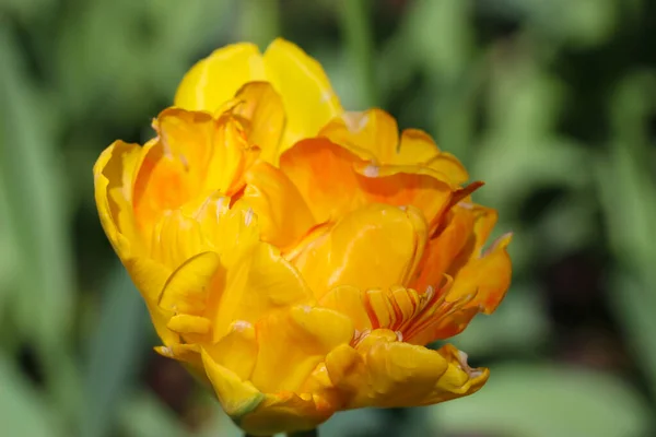 Nahaufnahme Einer Gelben Tulpenblüte Frühlings Makrofotografie — Stockfoto