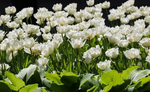 Wiosną Kwitną Kolorowe Białe Tulipany Skład Przyrody — Zdjęcie stockowe