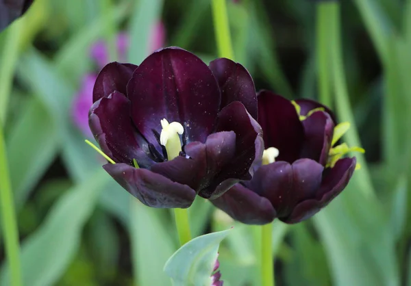 Two Colorful Black Tulips Blossom Spring — Stock Photo, Image