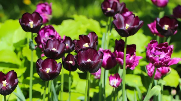 Purple Tulips Beautiful Bouquet Background Nature Composition — Stock Photo, Image