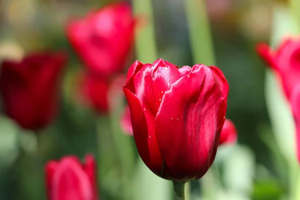 Krásný Červený Tulipán Rozmazaném Pozadí Royalty Free Stock Obrázky