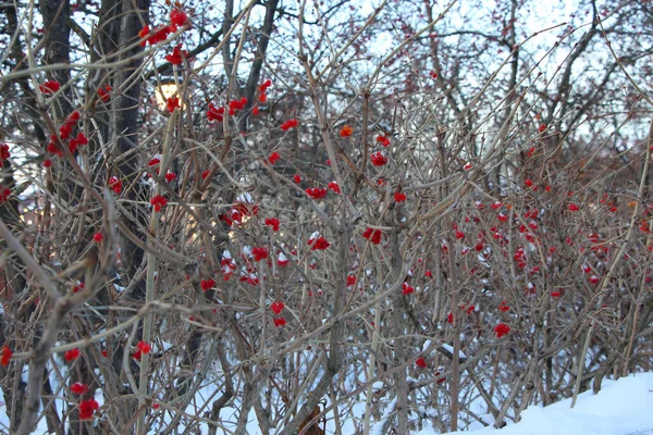 Bagas Arbustos Viburnum Sob Neve Parque Noturno Inverno — Fotografia de Stock