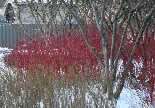 Hastes Cornus Sanguinea Sob Neve Parque Cidade Noite Inverno — Fotografia de Stock