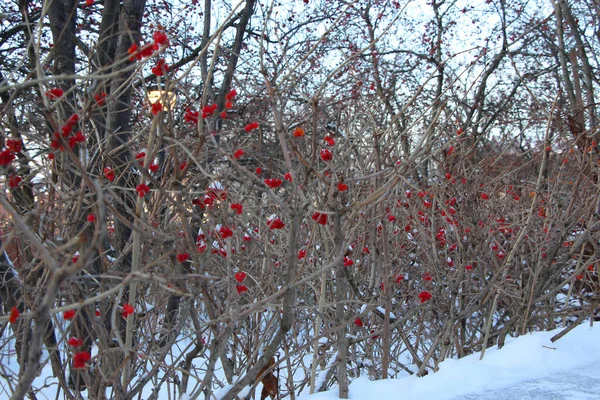 Bessen Viburnum Struiken Onder Sneeuw Een Winter Avond Park — Stockfoto