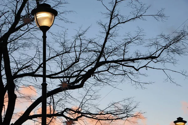 Fák Utcai Lámpák Sziluettje Téli Naplemente Ellen Városi Parkban — Stock Fotó