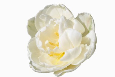 Beyaz arkaplanda beyaz lale izole edildi