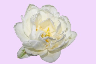 Beyaz lale narin leylak arkaplanda izole edilmiş.