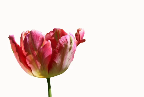 Розово Красный Цветок Тюльпан Изолирован Тонком Белом Фоне Копировальным Пространством — стоковое фото