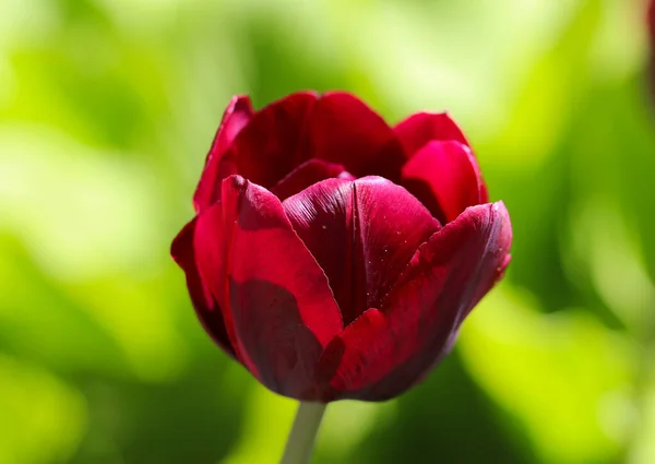 Burgunderrot Gefärbte Tulpenblume Isoliert Auf Zartem Grünen Hintergrund — Stockfoto